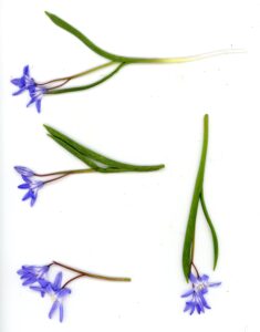 skilla flowers