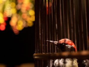 bird in wooden cage