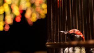bird in wooden cage
