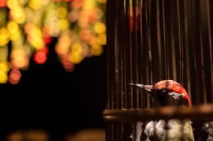 bird in wooden cage