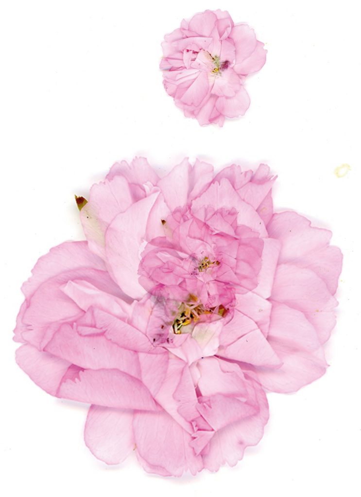 kirsebærblomst