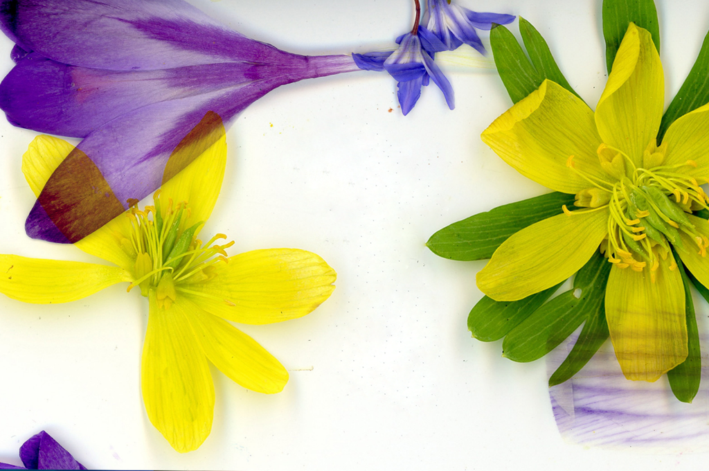 blomster erantis og krokus på hvid baggrund