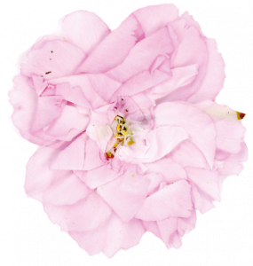 kirsebærblomst
